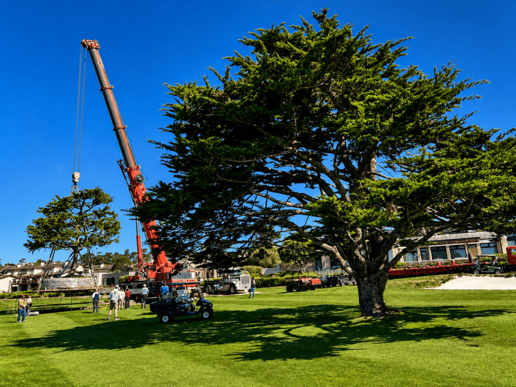 Tree Transplanting Near Me: What to Expect -