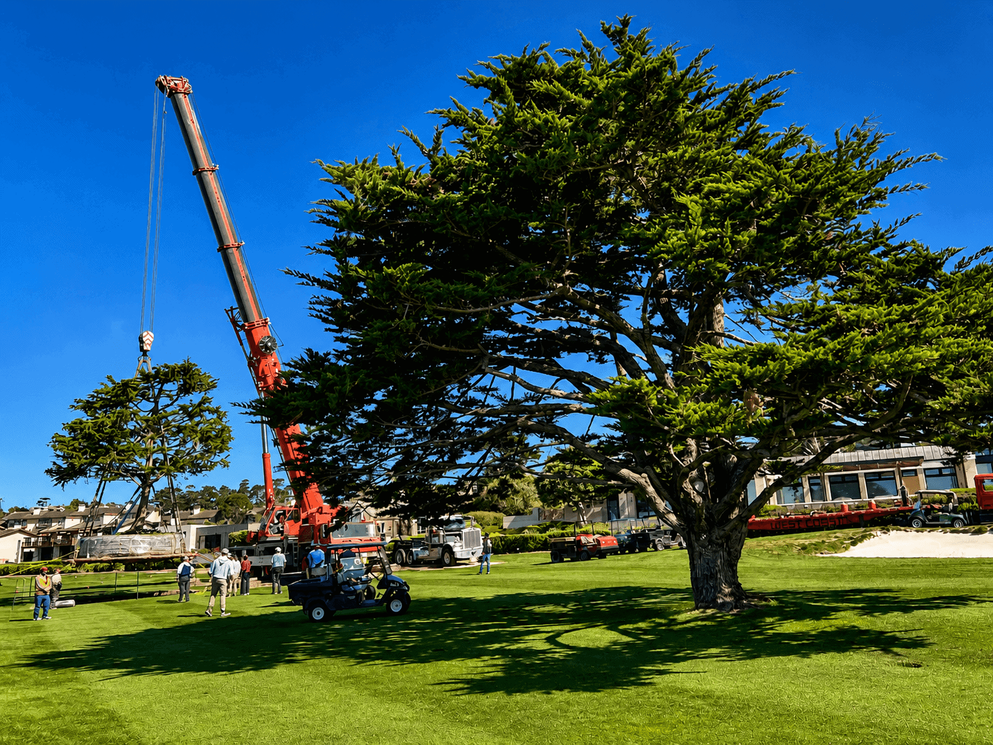 The Tree That Defines the 18th Hole at Pebble Beach