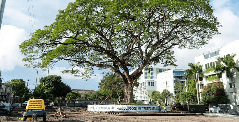 How Championship Golf Courses Preserve Mature Trees During Course Improvements 2 How Championship Golf Courses Preserve Mature Trees During Course Improvements -