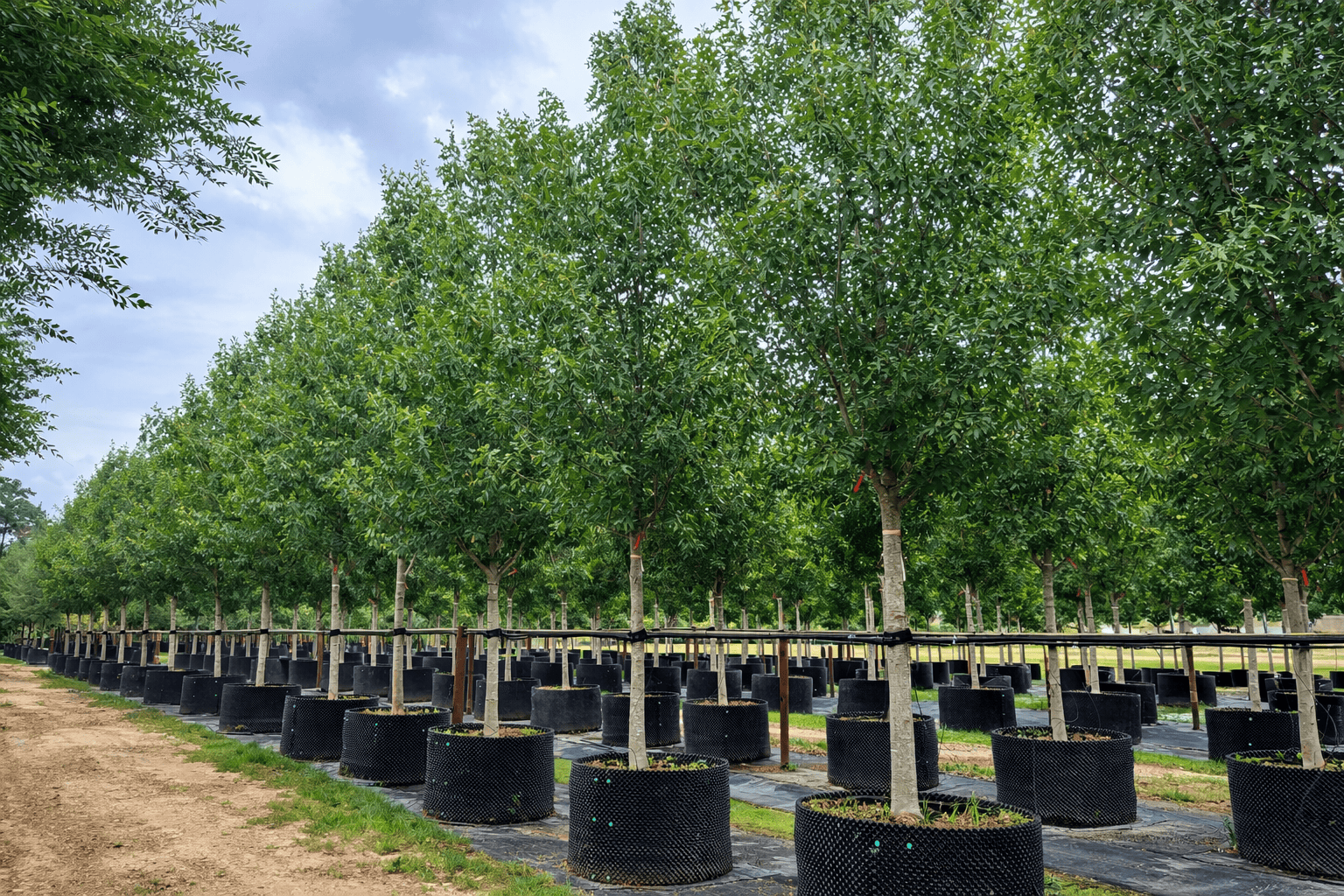 Tree Farm, Airpot, Air Prune Roots, Custom Grow
