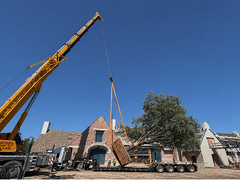Home - Nationwide Tree Movers Environmental Design Inc. -