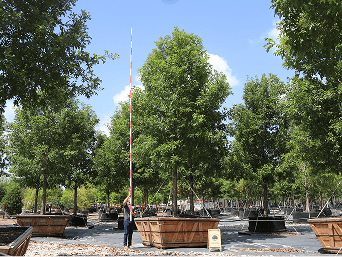 Home - Nationwide Tree Movers Environmental Design Inc. -