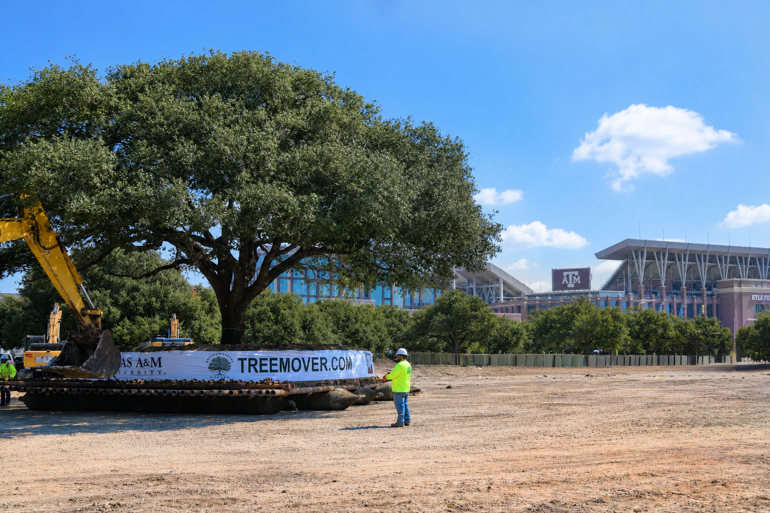 Environmental Design relocating a mature tree near Kyle Field