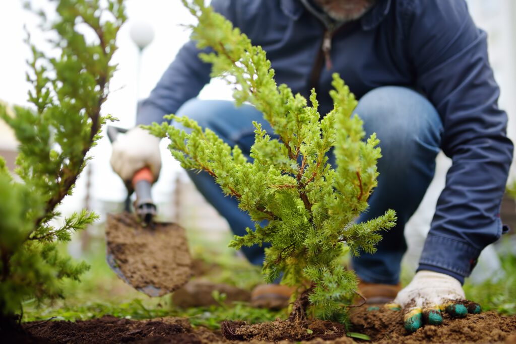 Arborist tending to a newly transplanted tree showing signs of stress, with visible mulch ring, soil tools, and moisture monitoring device.