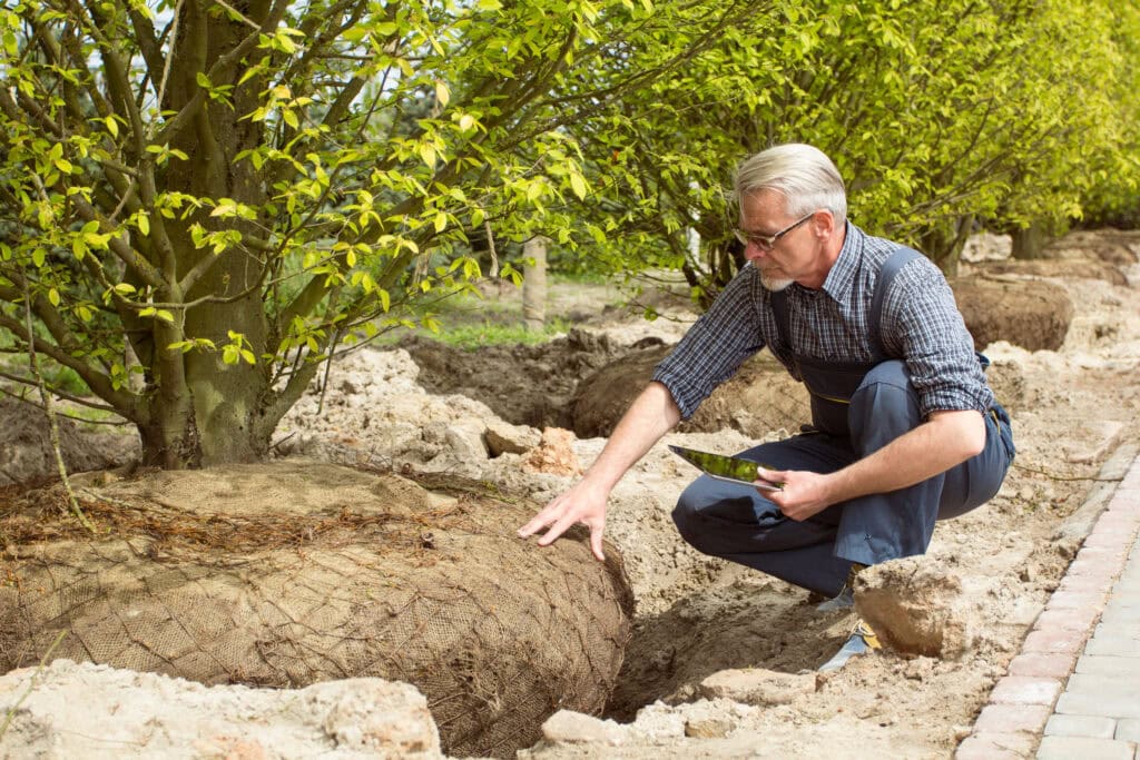 Seasonal Tips for Transplanting Trees in Extreme Weather Conditions -