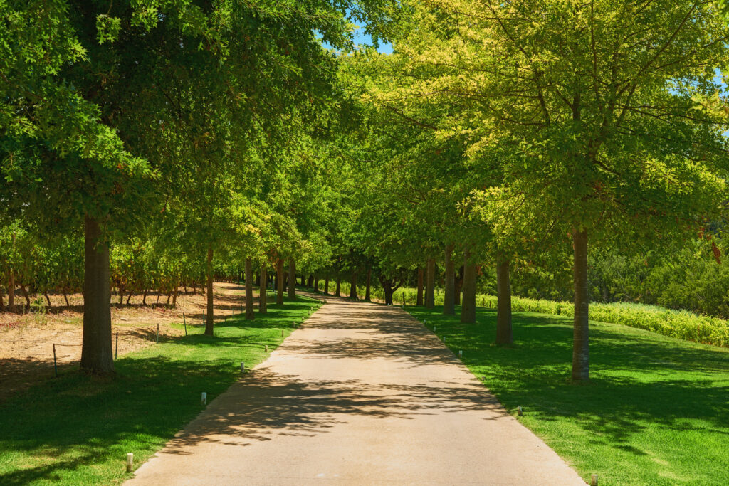 Custom Grow Programs: Securing the Exact Trees Your Project Needs -