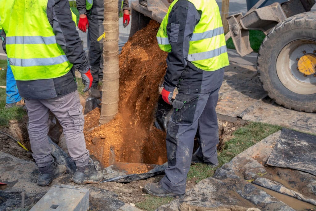 Big Tree Movers: Can Mature Trees Really Be Relocated? -