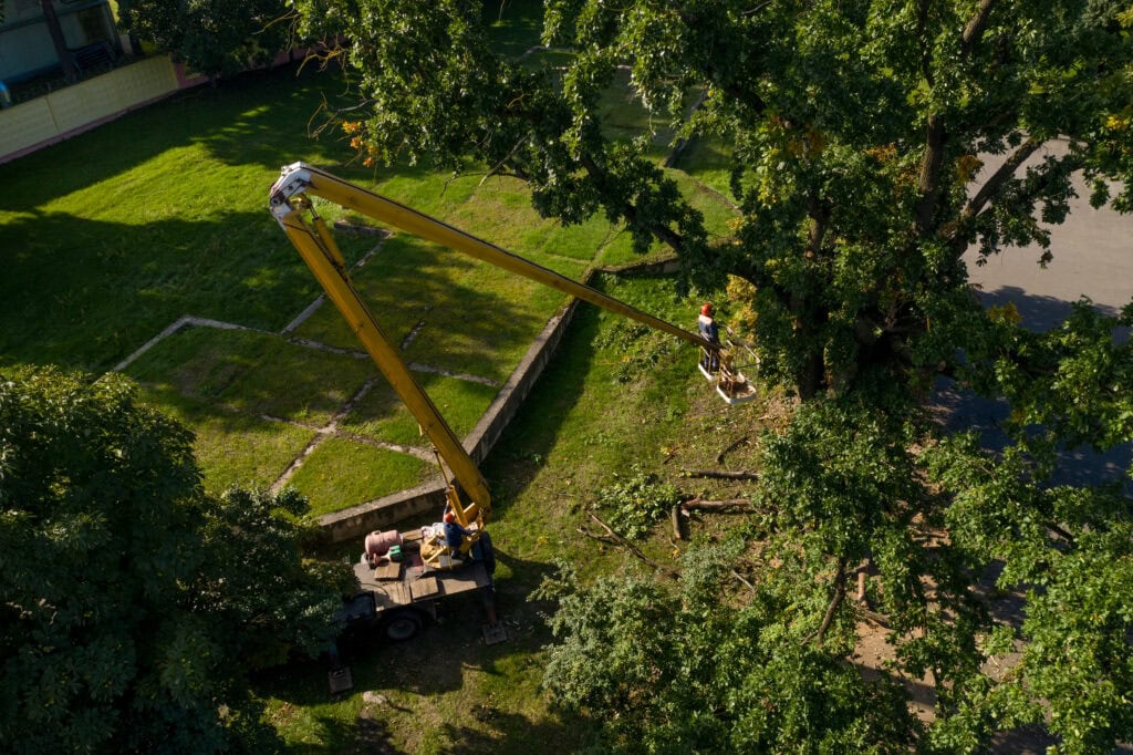 What Makes Specimen Trees So Valuable? -